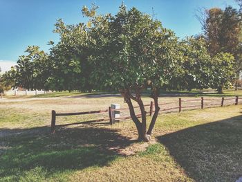 Trees on field in park against clear sky