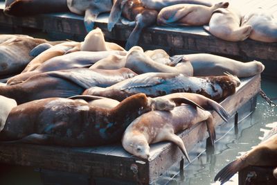 Sea lions relaxing in california