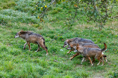 Male specimen of the dominant alpha wolf. the lone wolf walks on the forest path. italian wolf