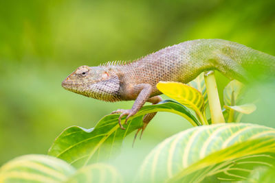 Close-up of lizard on plant