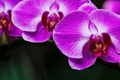 Close-up of purple flower