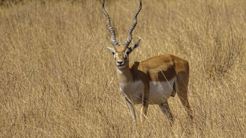 Portrait of deer standing on field