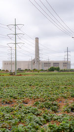 Scenic view of agricultural field