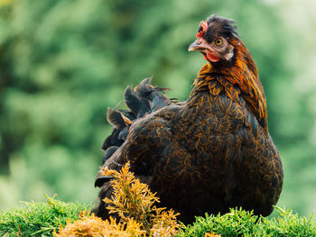 Close-up of rooster