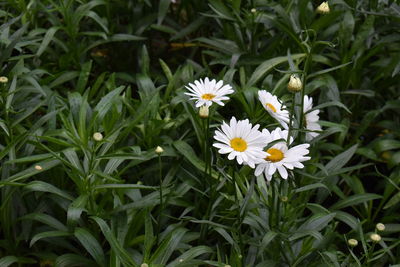 Close-up of white daisy flowers on field