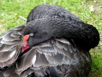 Close-up of black swan