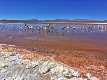 Flock of birds flying over beach against clear blue sky