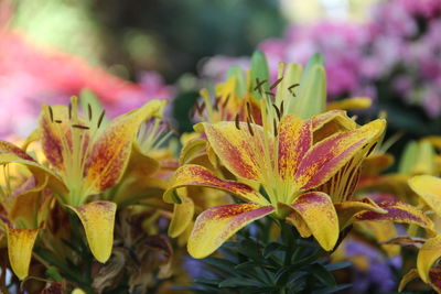 Close-up of yellow flowering plant