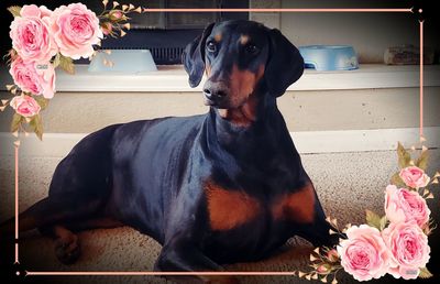 Dog looking away while sitting on floor