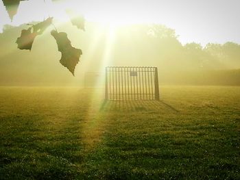 Scenic view of grassy field