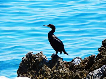 Close-up of bird perching on rock by lake