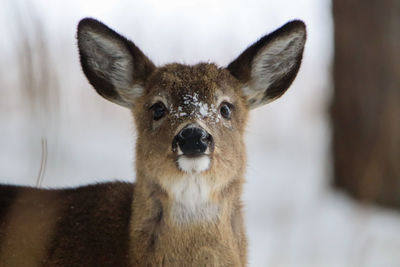 Portrait of deer