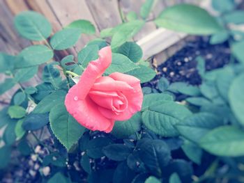 Close-up of red rose