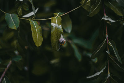 Close-up of snail on plant