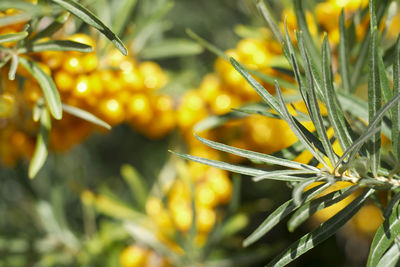 Close-up of yellow flower