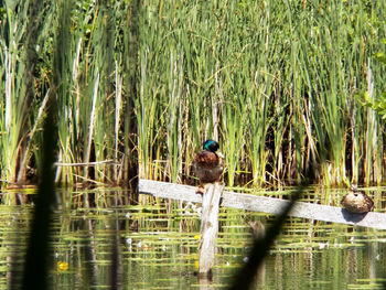 Bird perching on a lake