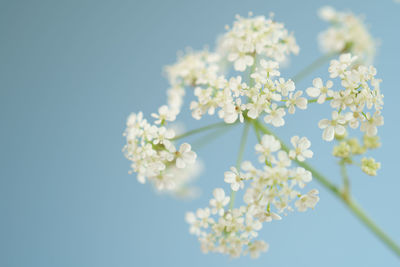 Low angle view of white flowering plant against clear blue sky