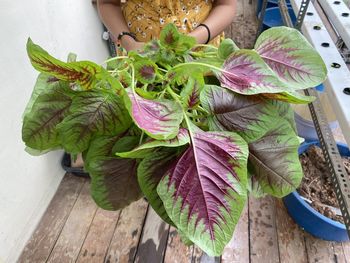 Low section of woman holding leaves on potted plant