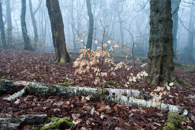 View of trees in forest