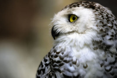 Close-up portrait of snowy owl