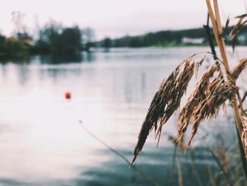 Close-up of plant against lake