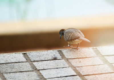 Close-up of a bird on wall