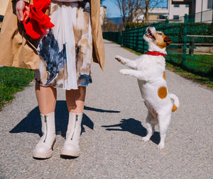 A small jack russell terrier dog walking with owner in a city alley. outdoor pets, healthy living 