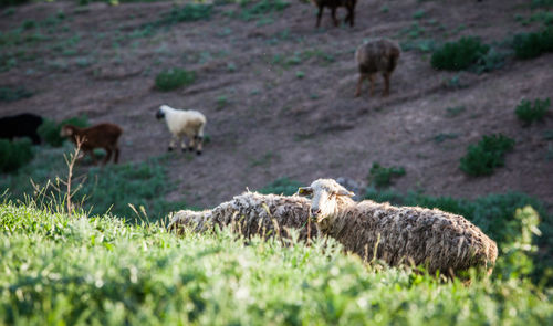 Sheep grazing in a field