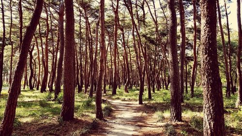 Trees in forest