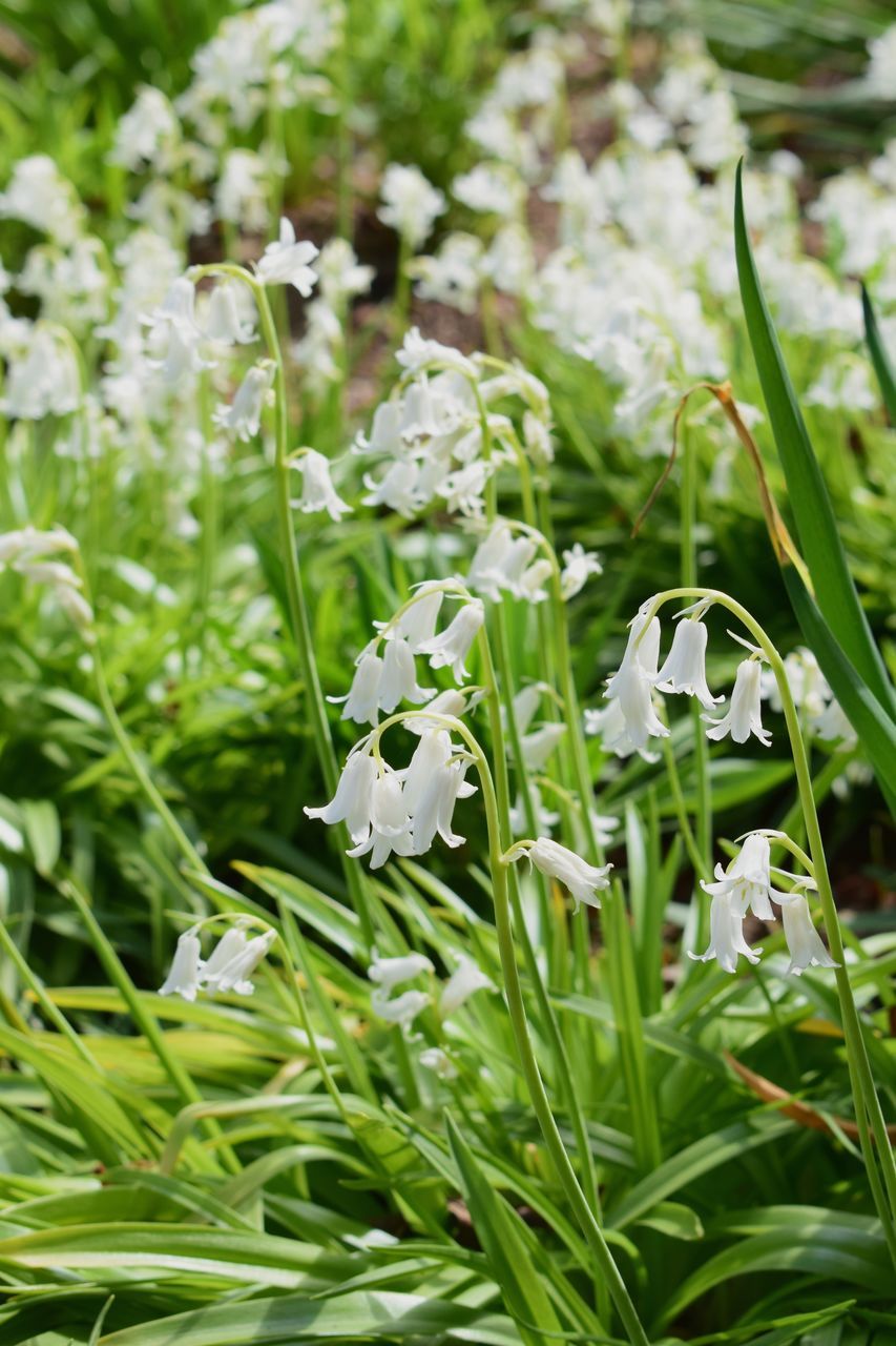 CLOSE-UP OF WHITE FLOWERING PLANTS ON LAND