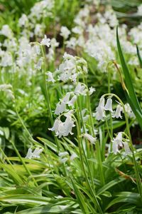 Close-up of white flowering plants on field