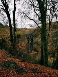 Trees in forest during autumn