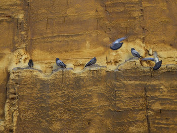 Birds perching on wall