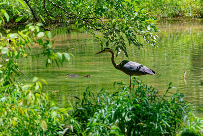 bird