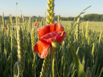 Close-up of red poppy in field