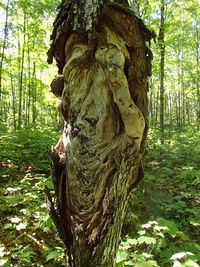 Close-up of tree trunk in forest