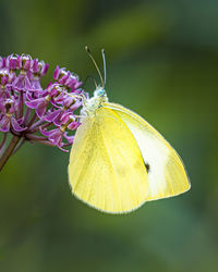 Close-up of butterfly pollinating on flower