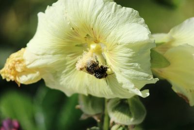 Close-up of bee on white flower