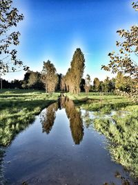 Reflection of trees in lake