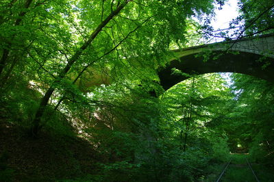 Low angle view of trees in forest