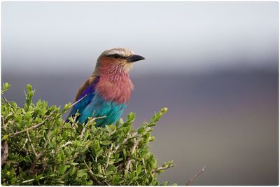 Lilac-breasted roller bird against blurred background
