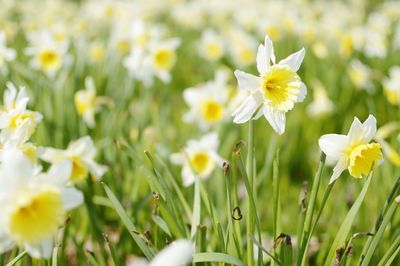 Close-up of daisy flowers blooming in field