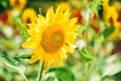 Close-up of yellow flower