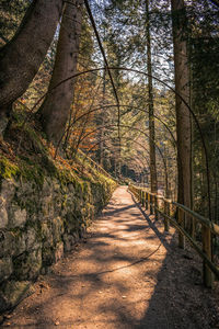 Footpath amidst trees in forest