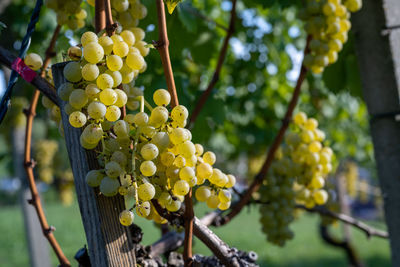 Close-up of grapes growing in vineyard