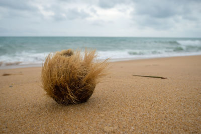 Dead plant on beach against sky