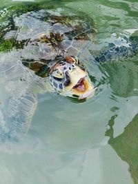 High angle view of turtle in swimming pool