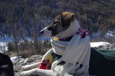 Dog on snow covered trees