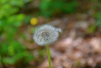 Close-up of dandelion flower