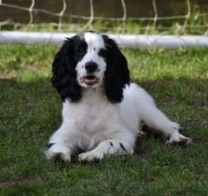 White dog lying on grass